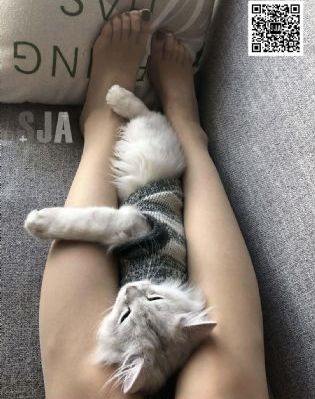免费观看猎罪图鉴2